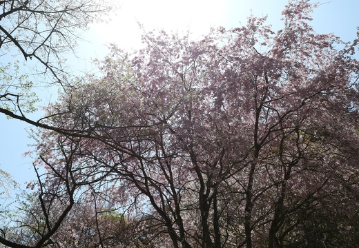 高尾山の花見・Cherry blossoms on Mt. Takao